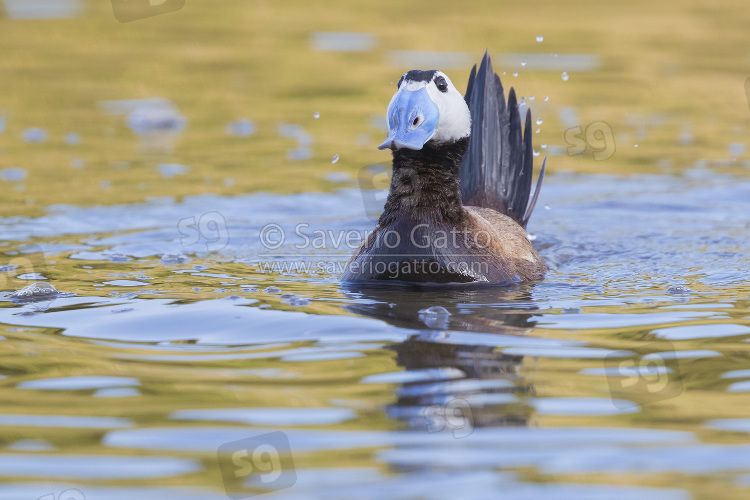 White-headed Duck, front view of a male displaying in a lake