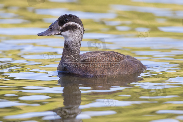 White-headed Duck, side view of an adult female in a lake