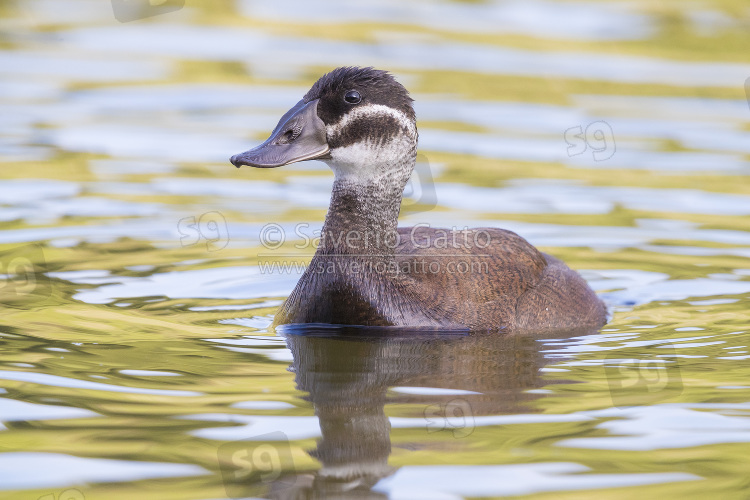 White-headed Duck, front view of a female in a lake