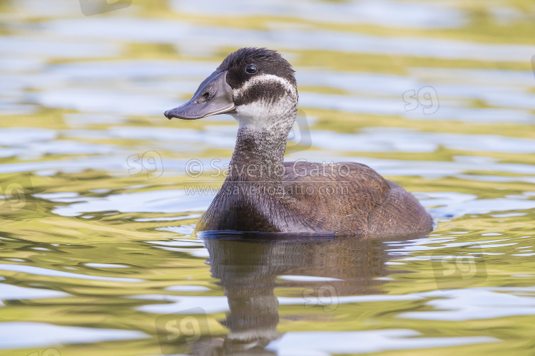 White-headed Duck