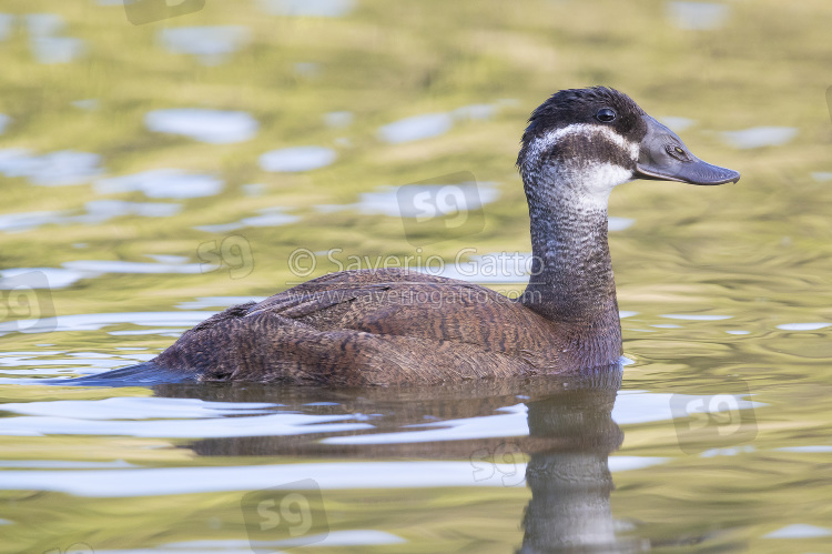 White-headed Duck, side view of an adult female in a lake