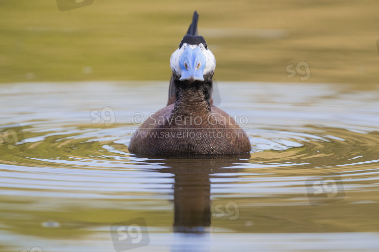 Gobbo rugginoso, maschio in display in un lago