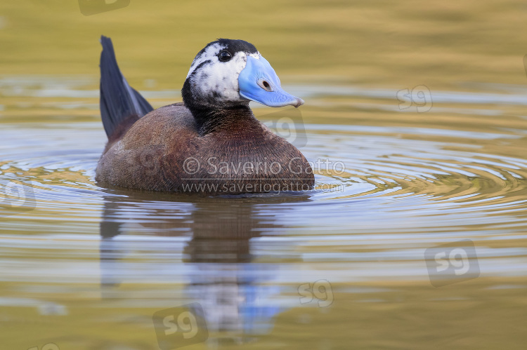 White-headed Duck, front view of a second summer male in a lake