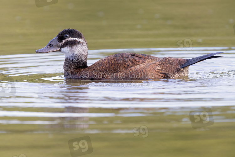 White-headed Duck, side view of an adult female in a lake