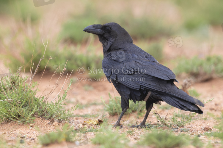African Northern Raven, back view of an adult standing on the ground in morocco