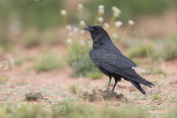 African Northern Raven, side view of an adult standing on the ground in morocco