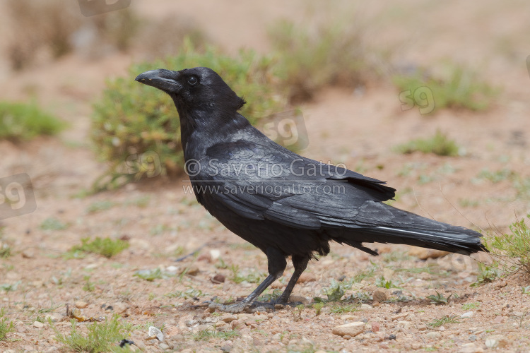 African Northern Raven, side view of an adult standing on the ground in morocco