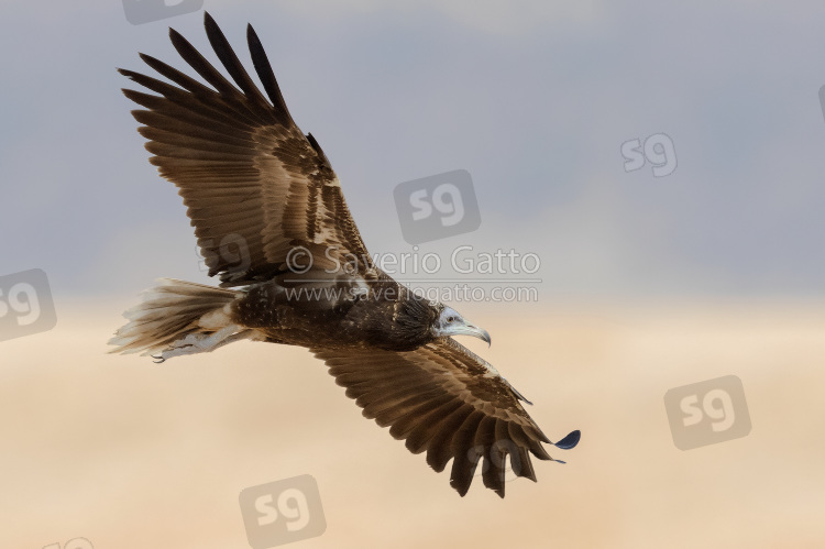 Egyptian Vulture, juvenile in flight seen from below