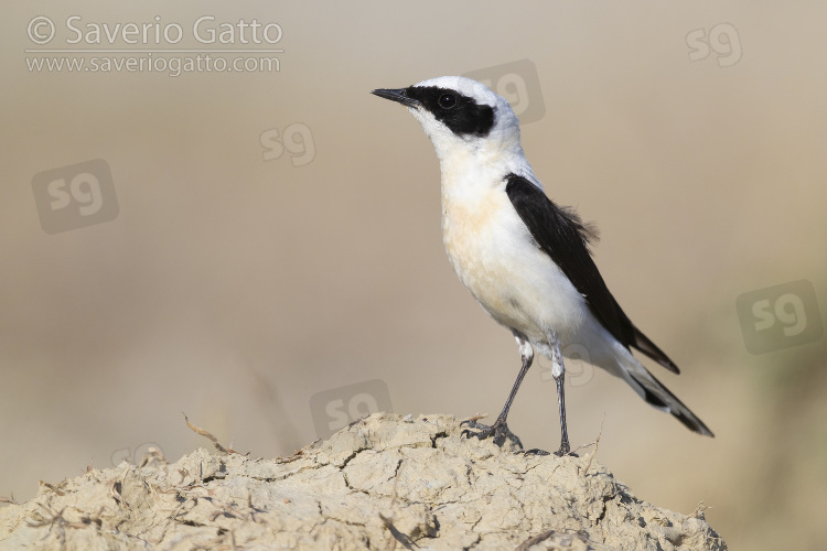 Eastern Black-eared Wheatear, side view of an adult male standing on the ground in italy