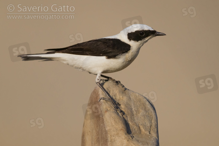 Eastern Black-eared Wheatear, side view of an adult male standing on a stone in italy