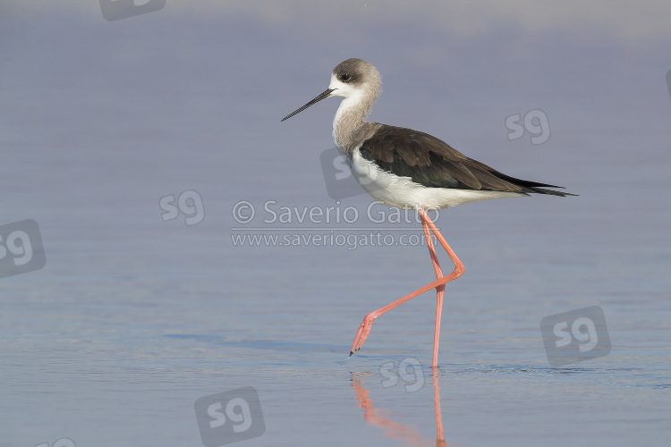 Black-winged Stilt