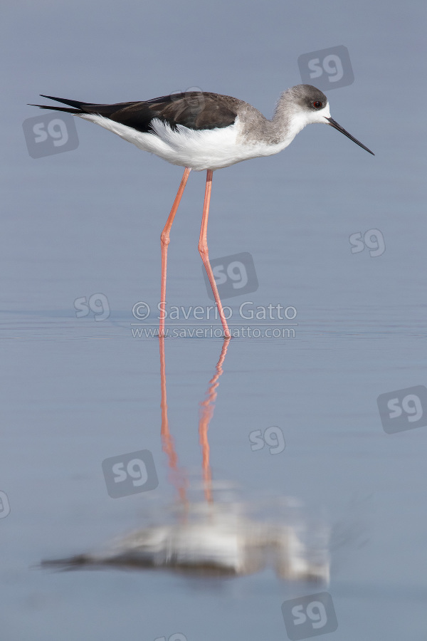 Black-winged Stilt