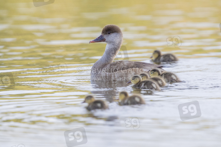 Red-crested Pochard, side view of an adult female swimming together with its chicks