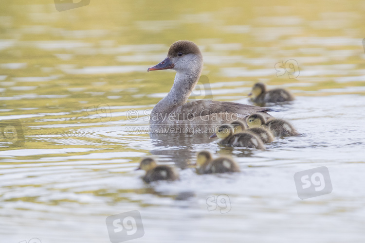 Red-crested Pochard