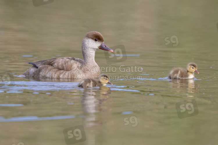 Red-crested Pochard, side view of an adult female swimming together with its chicks