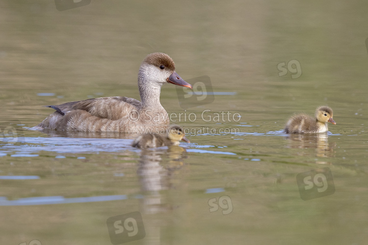 Red-crested Pochard