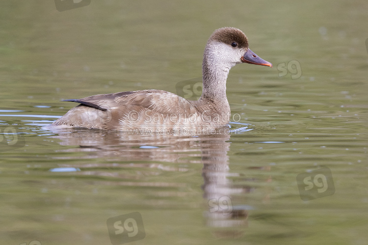 Red-crested Pochard, side view of an adult swimming in the water