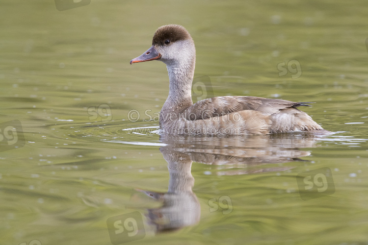 Red-crested Pochard