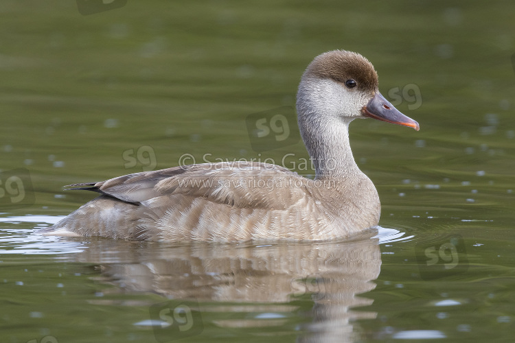 Red-crested Pochard, side view of an adult swimming in the water