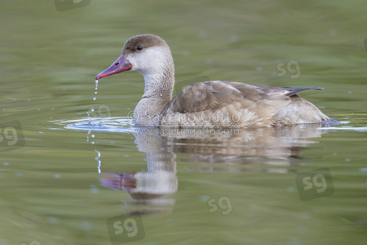 Red-crested Pochard, side view of an adult swimming in the water