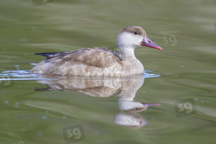 Red-crested Pochard