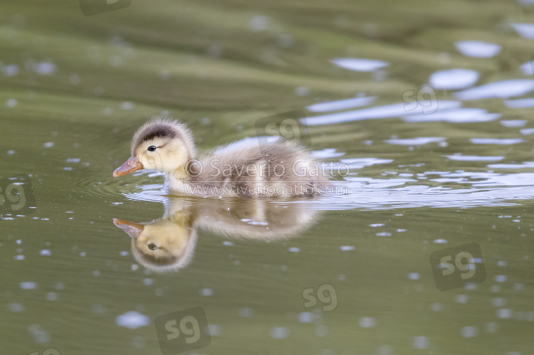 Red-crested Pochard, single chick swimming in the water