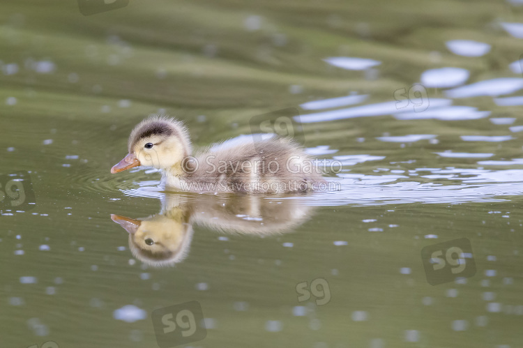 Red-crested Pochard