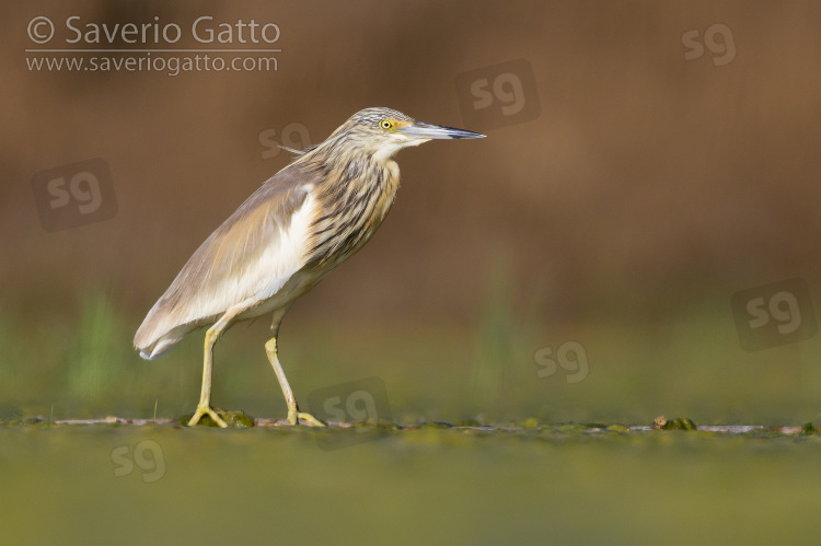 Squacco Heron, immature standing on a floating cane in a marsh