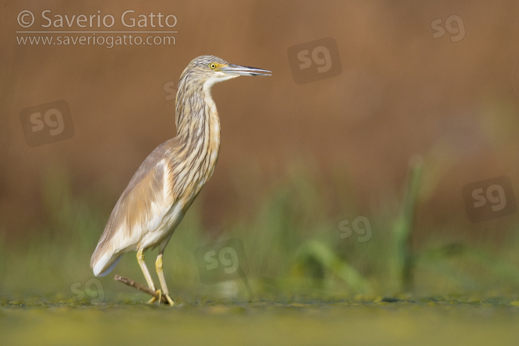 Squacco Heron, immature standing on a floating cane in a marsh