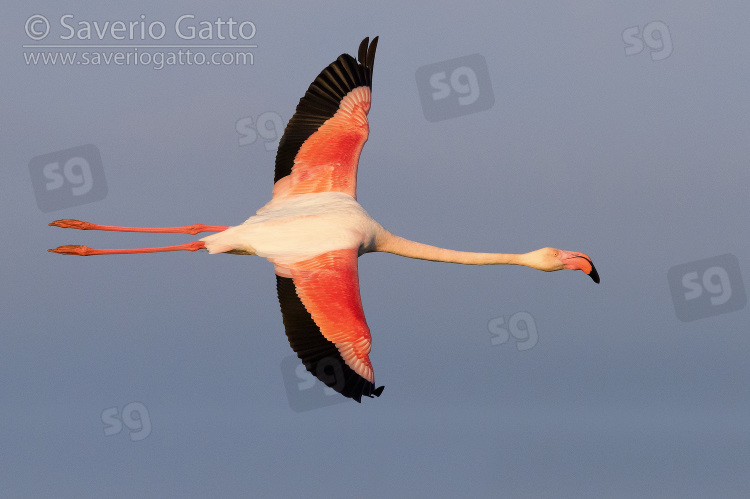 Fenicottero rosa, adulto in volo