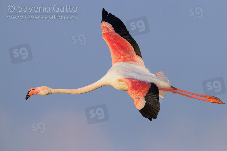 Greater Flamingo, adult in flight