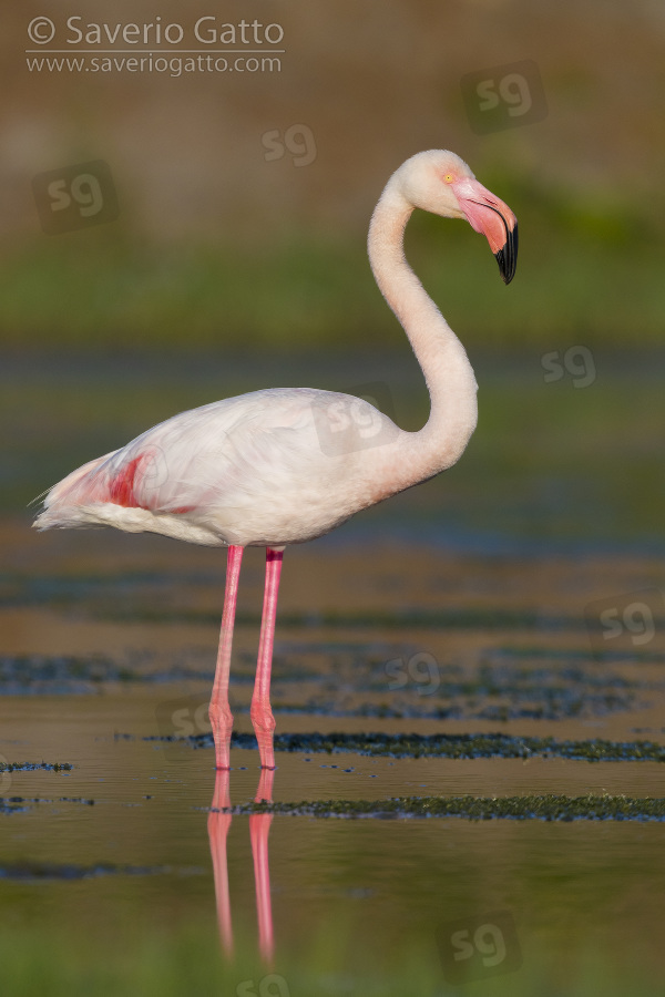 Greater Flamingo, adult standing in a marsh at sunset