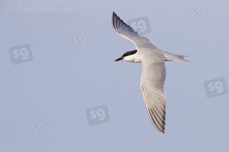 Gull-billed Tern, adult in flight seen from the above