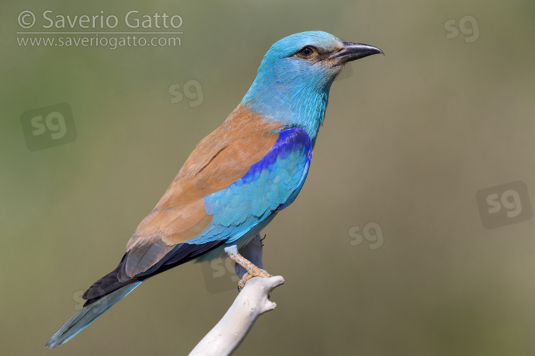 European Roller