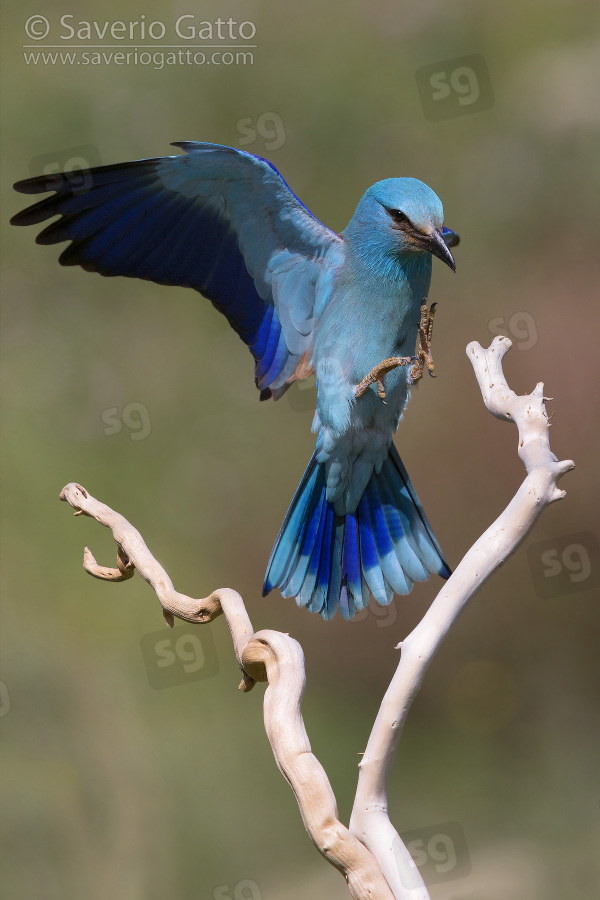 European Roller