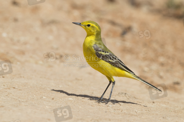 Yellow Wagtail, side view of an adult male standing on the ground in morocco