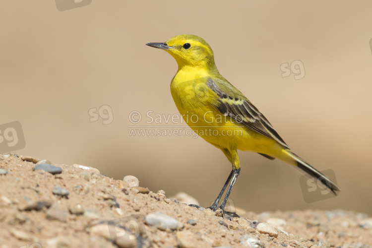 Yellow Wagtail, adult male standing on the ground in morocco