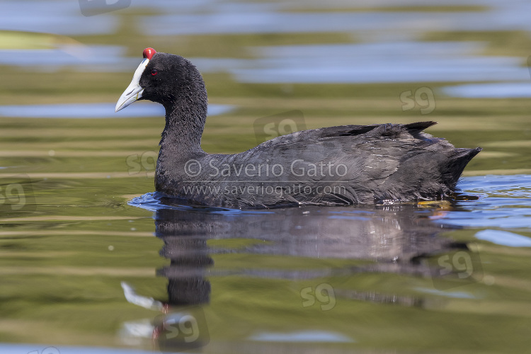 Red-knobbed Coot, side view of an adult swimming in the water