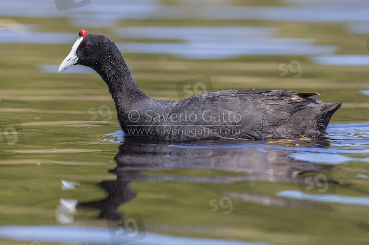 Red-knobbed Coot, side view of an adult swimming in the water