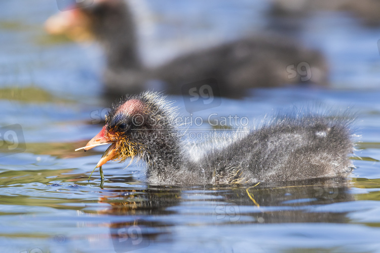 Red-knobbed Coot, side view of a chick swallowing aquatic grass