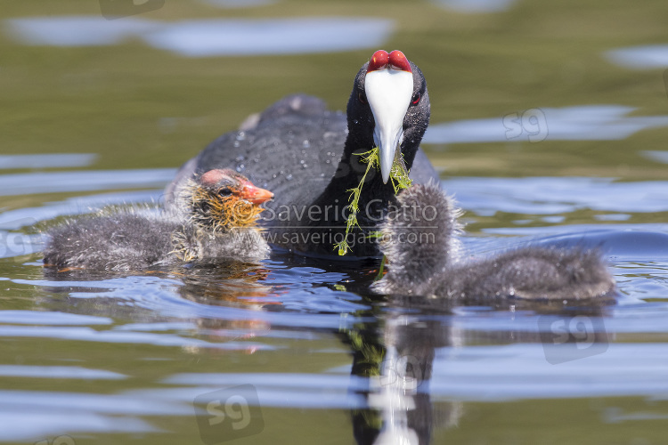 Red-knobbed Coot