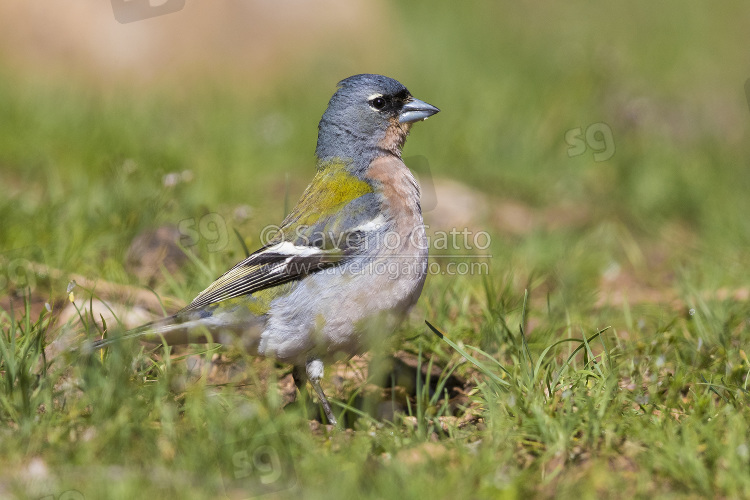 Common Chaffinch