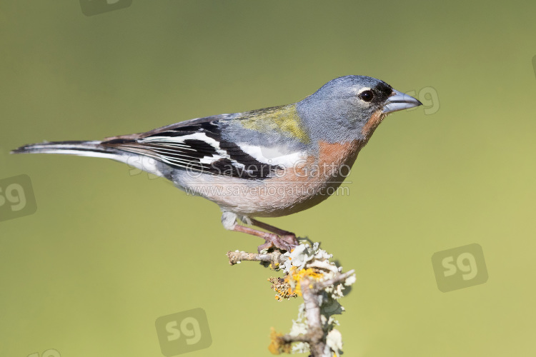 Common Chaffinch, side view of an adult male standing on a branch