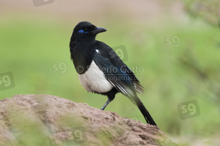 Maghreb Magpie, adult standing on the ground in morocco