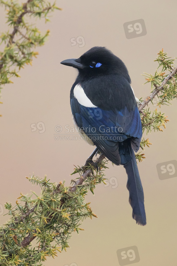 Maghreb Magpie, back view of an adult perched on a branch