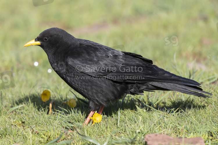 Alpine Chough, side view of an adult standing on the grass in morocco