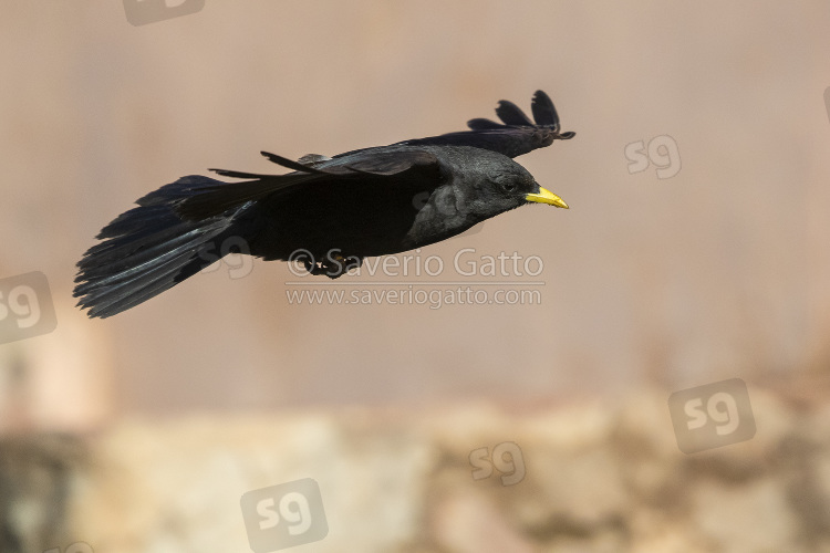 Alpine Chough, q