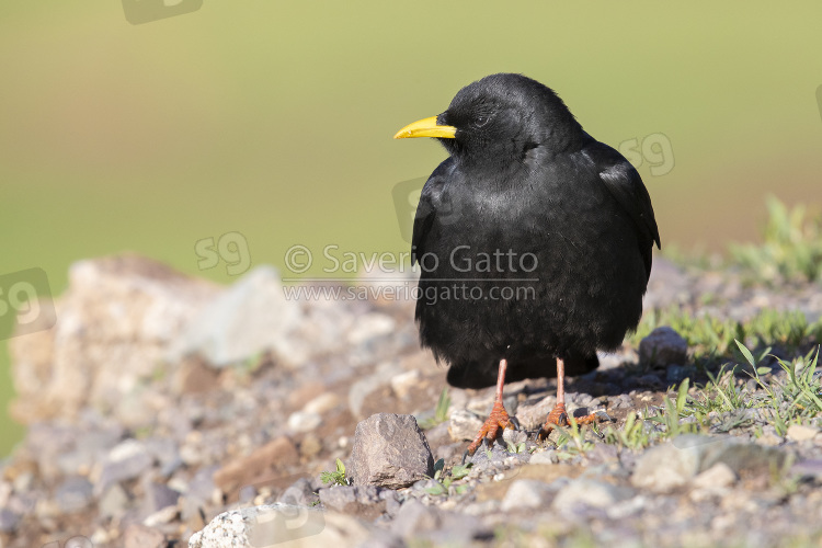 Alpine Chough, front view of an adult standing on the ground in morocco