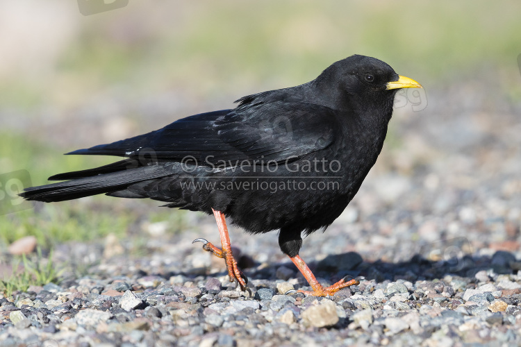 Alpine Chough, side view of an adult standing on the ground in morocco