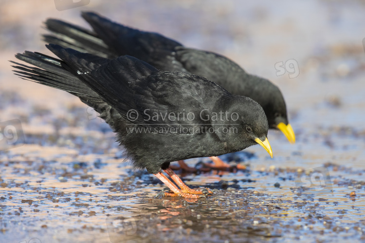 Alpine Chough, side view of two birds drinking water